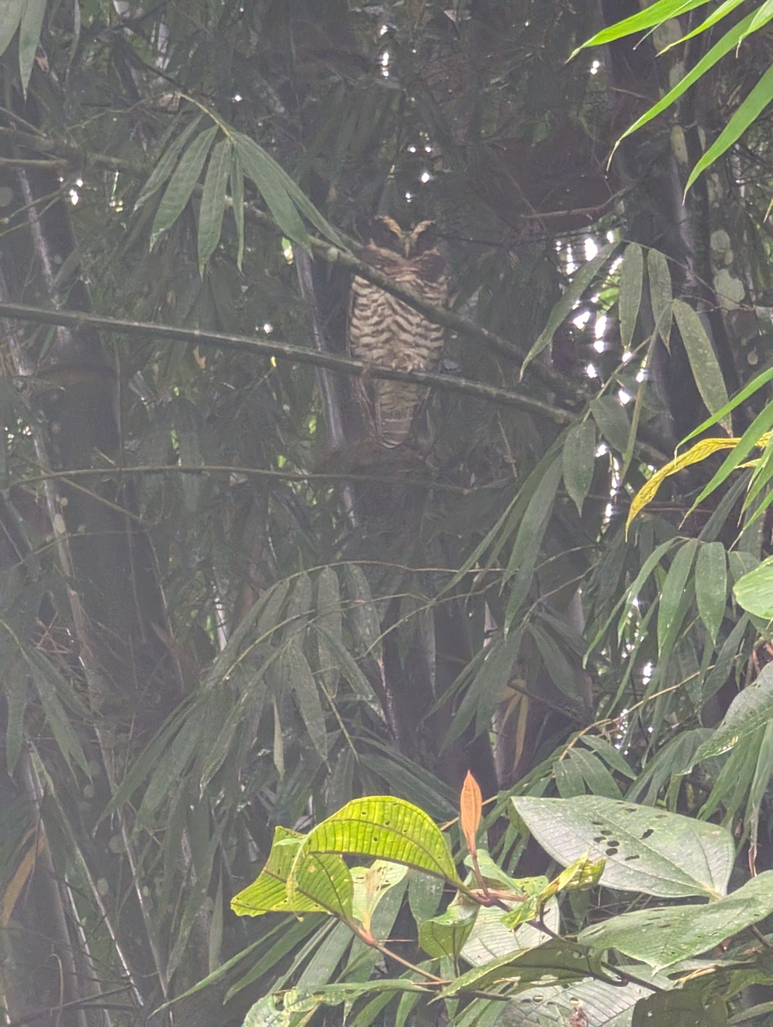 Band-bellied Owl (Pulsatrix melanota), photo 2