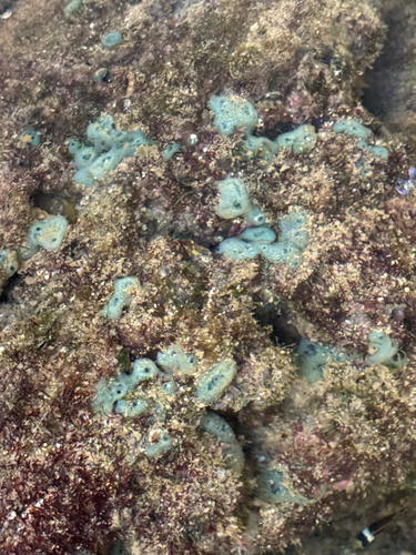 Haliclona caerulea observed 2026-06-18