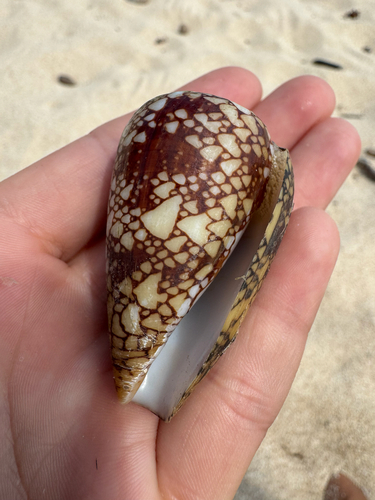 Conus leviteni observed 2026-06-18