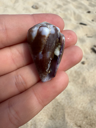 Conus rattus, 2026-06-18