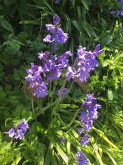 Hyacinthoides