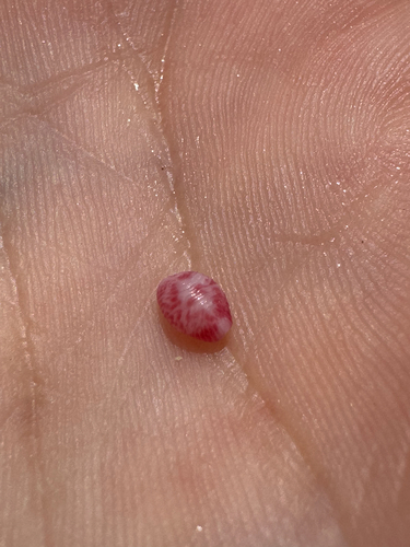 Purpurcapsula exigua observed 2026-06-18