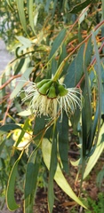 Eucalyptus occidentalis
