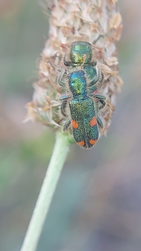 Trichodes quadriguttatus