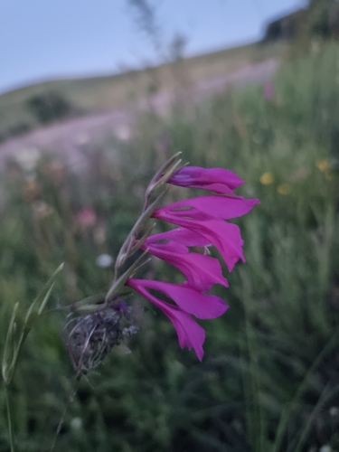 Turkish Marsh Gladiolus