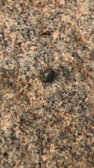 Rhipicephalus sanguineus