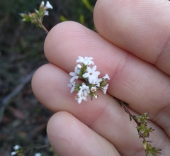 Leucopogon microphyllus