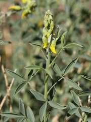 Crotalaria argyraea