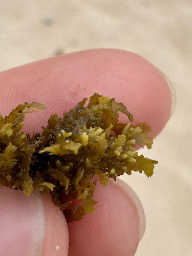 Sargassum echinocarpum observed 2026-06-18