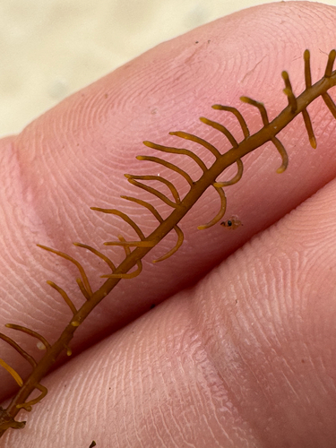 Gelidiella acerosa observed 2026-06-18
