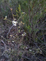 Leucopogon microphyllus