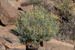 Crotalaria argyraea