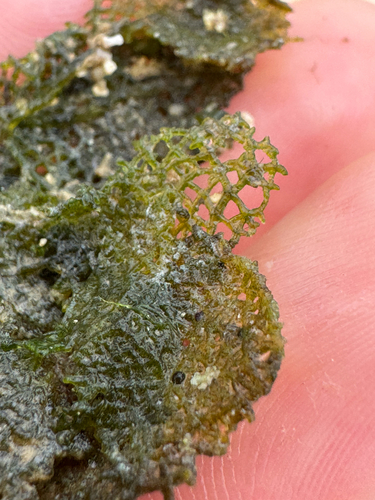 Microdictyon setchellianum observed 2026-06-18
