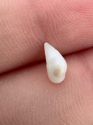 Zebina tridentata observed 2026-06-18