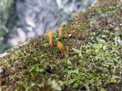 Calocera guepinioides