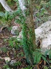 Microgramma heterophylla