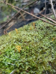 Calocera guepinioides