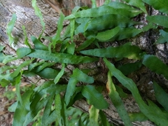 Microgramma heterophylla