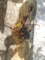 Trachyderes