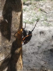 Trachyderes