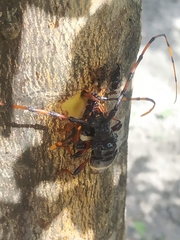 Trachyderes
