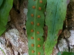 Microgramma heterophylla