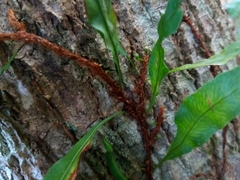 Microgramma heterophylla