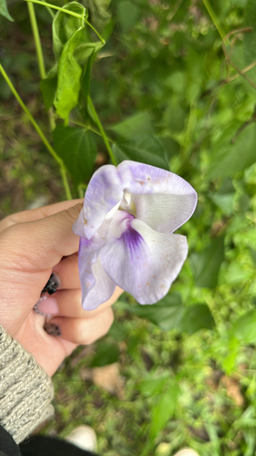 Leptospron adenanthum