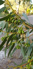 Eucalyptus occidentalis