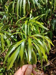 Phyllanthus epiphyllanthus