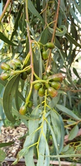 Eucalyptus occidentalis