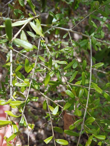 Neea buxifolia