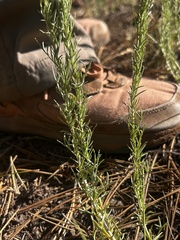 (c) Curtis Drake, some rights reserved (CC BY) Artemisia carruthii, photograph (c) Curtis Drake, some rights reserved (CC BY)