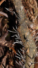 Xylaria filiformis