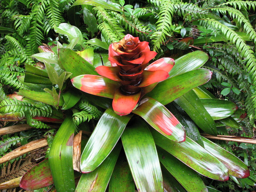 Guzmania gloriosa