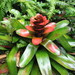Guzmania gloriosa - Photo (c) Jason Grant, some rights reserved (CC BY), uploaded by Jason Grant