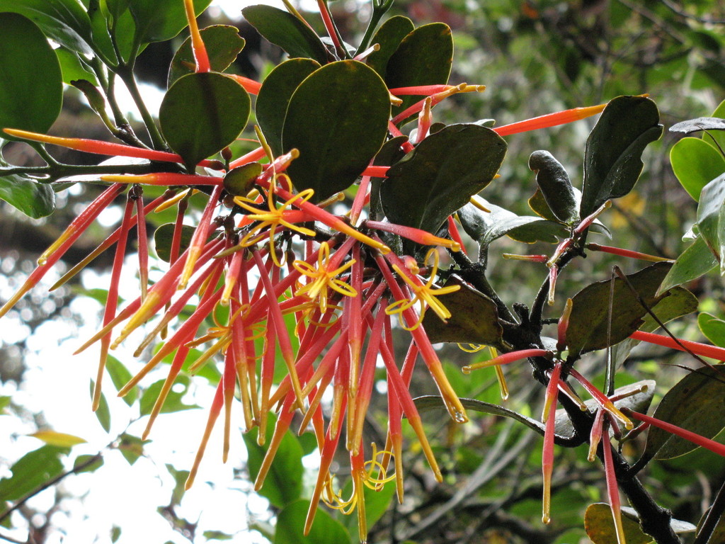 Aetanthus coriaceus