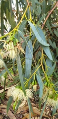 Eucalyptus occidentalis