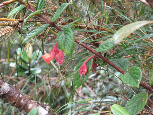 Glossoloma altescandens