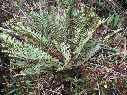 Lomariocycas aurata (Lomariocycas aurata)