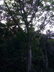 Cecropia schreberiana