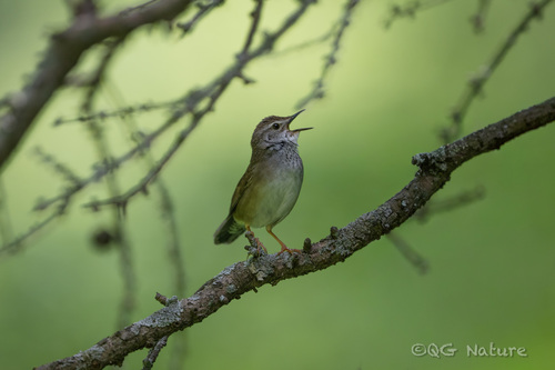 Baikal Bush Warbler (Locustella davidi), photo 7