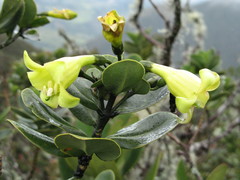 Macrocarpaea arborescens