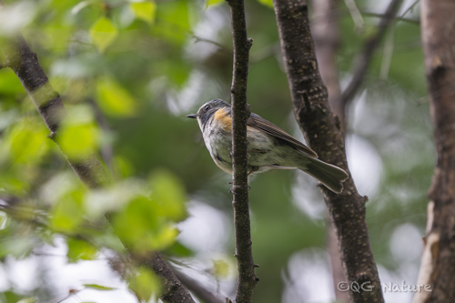 Qilian Bluetail (Tarsiger albocoeruleus), photo 3