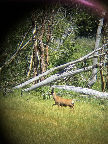 iNaturalist observation photo of Mule Deer