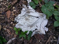 Cecropia schreberiana