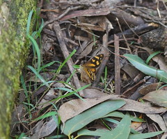 Heteronympha banksii