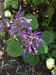 Plectranthus ambiguus