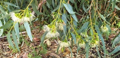 Eucalyptus occidentalis