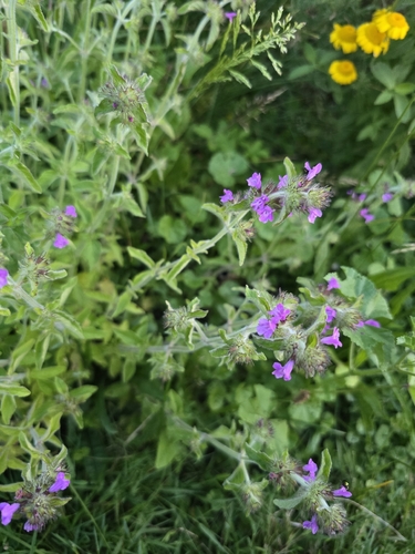 Wild Basil